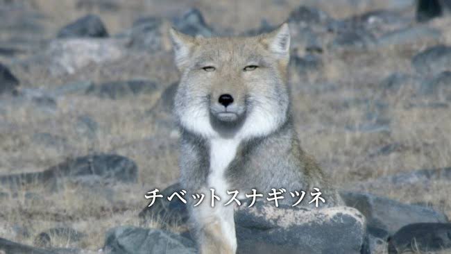 ちなみにこいつである