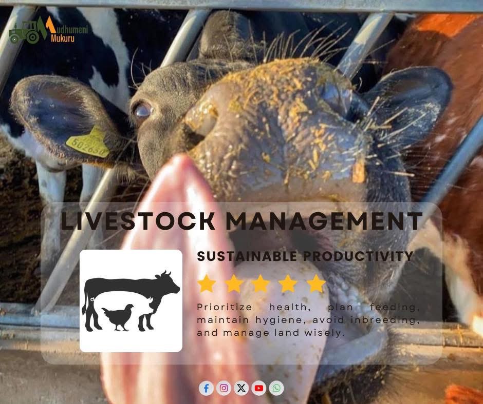 Effective livestock management starts with prevention, proper housing, strategic feeding, &amp; sustainable practices. Focus on genetics,consistent care, &amp; environmental stewardship for long-term productivity &amp; profitability.Plan smart, manage well, &amp; sustain your farm for the future
