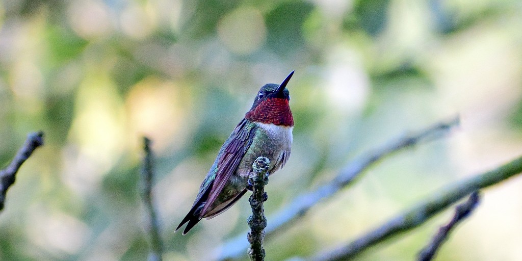 #DYK ruby-throated hummingbirds are highly territorial? Despite being small and charming, they can be fiercely protective of their food sources and eggs, attacking other birds (including those of their own species) that enter their territory. (Photo courtesy of Mourad Riad)