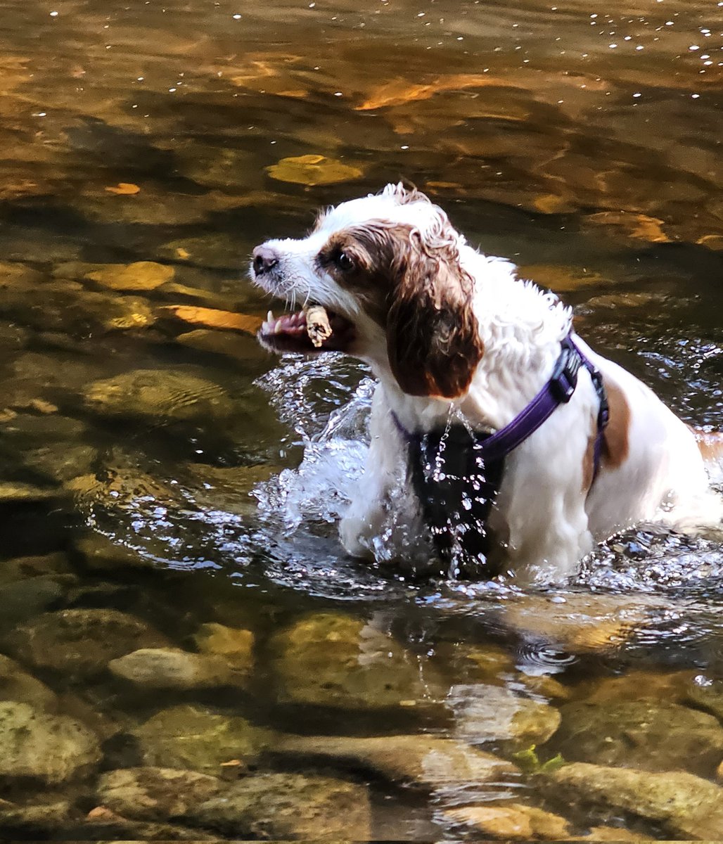 runawaygirl248's tweet image. Love this photo I managed to get of Chester this morning. Sums his character up...wild, free, fun....and has no fear! π
#cavpack