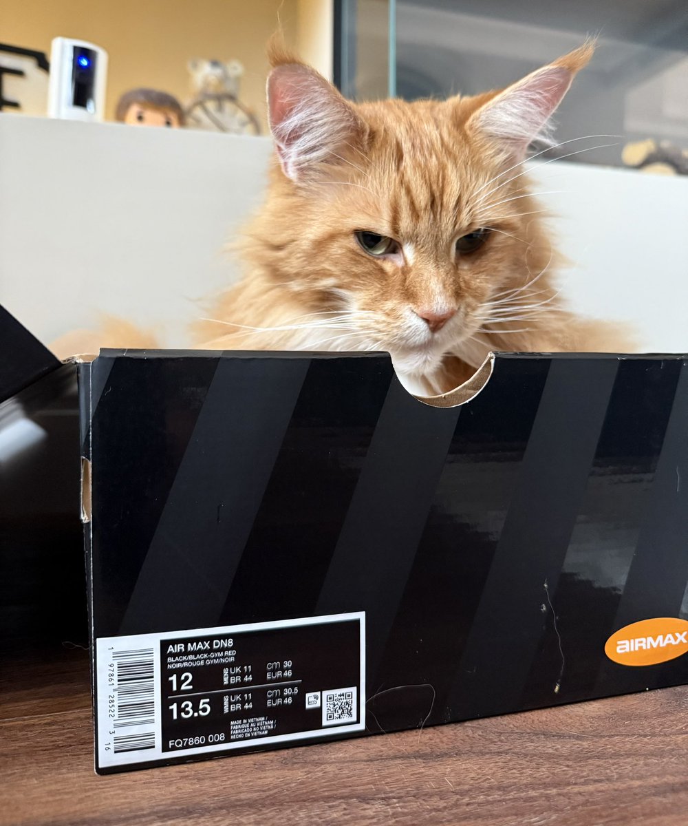 buddy_gizmo's tweet image. This box is proving to be a big favourite for Gizmo - spacious and sturdy enough for a Maine Coon! 😸😸🦁🦁 #catboxsunday #teamfloof #CatsOfTwitter