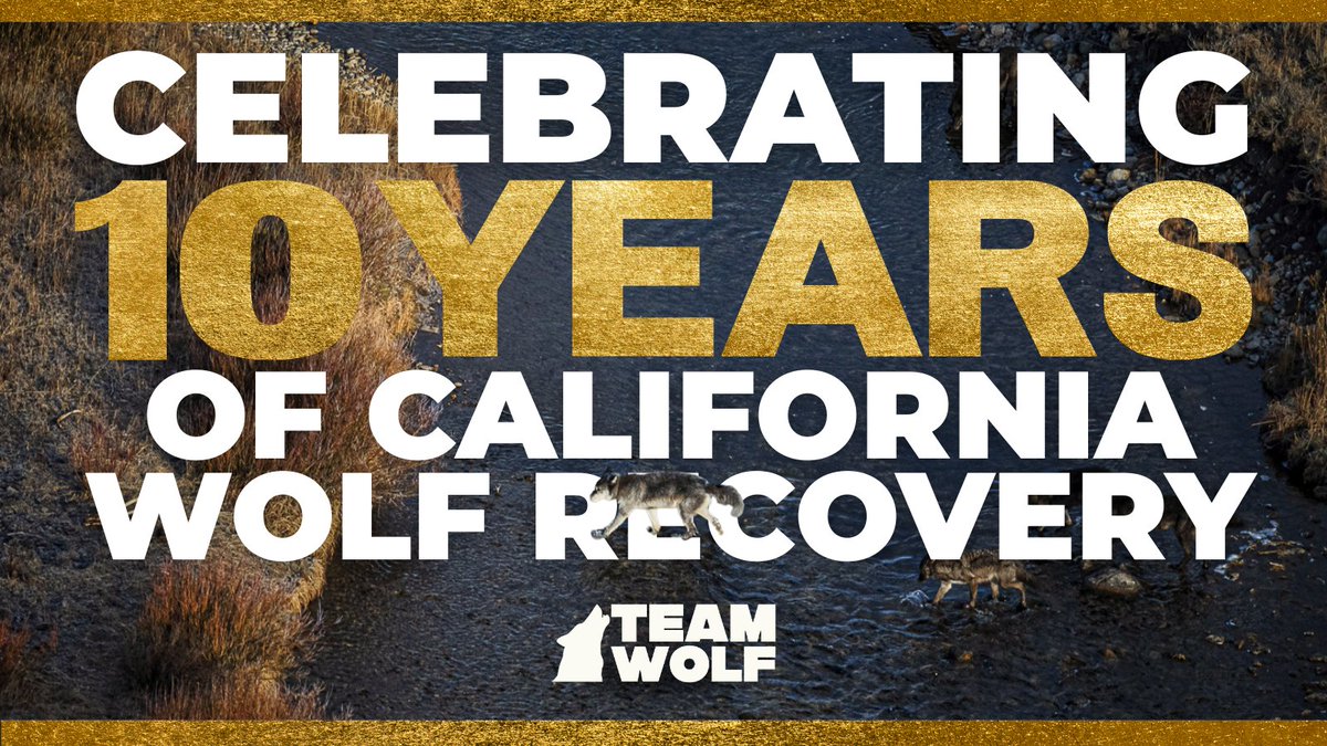 :wolf: 10 years of wolves back in CA!
CDFW confirms at least 50 wolves across 10 packs—marking a decade of slow but steady recovery, with most living in the northeast.
As pressure mounts for lethal measures, we must stay vigilant. Join us: TeamWolf.Org