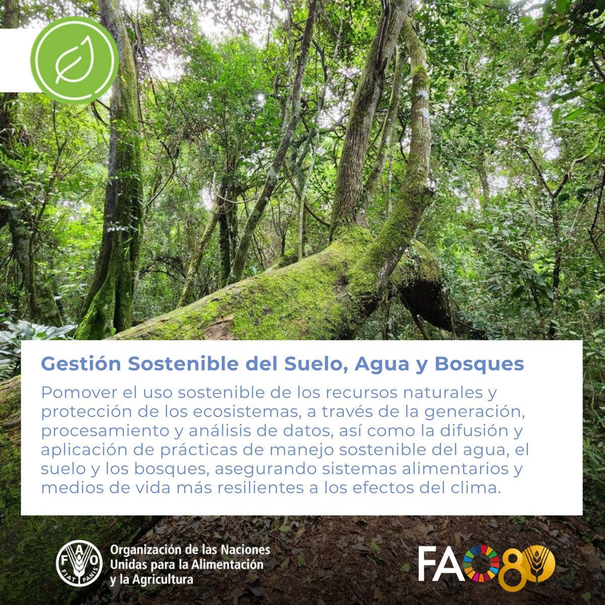 FAO Paraguay (@faoparaguay) on Twitter photo 🟢Pilar Gestión Sostenible del Suelo, Agua y Bosques
🟢Programa #Paraguay - <a href="/FAO/">Food and Agriculture Organization</a> 2025-2029.
✅Busca promover el uso sostenible de los recursos naturales y la protección de los ecosistemas.
🔗 Conozca más:
➡️fao.org/paraguay/areas… 🟢Pilar Gestión Sostenible del Suelo, Agua y Bosques
🟢Programa #Paraguay - <a href="/FAO/">Food and Agriculture Organization</a> 2025-2029.
✅Busca promover el uso sostenible de los recursos naturales y la protección de los ecosistemas.
🔗 Conozca más:
➡️fao.org/paraguay/areas…