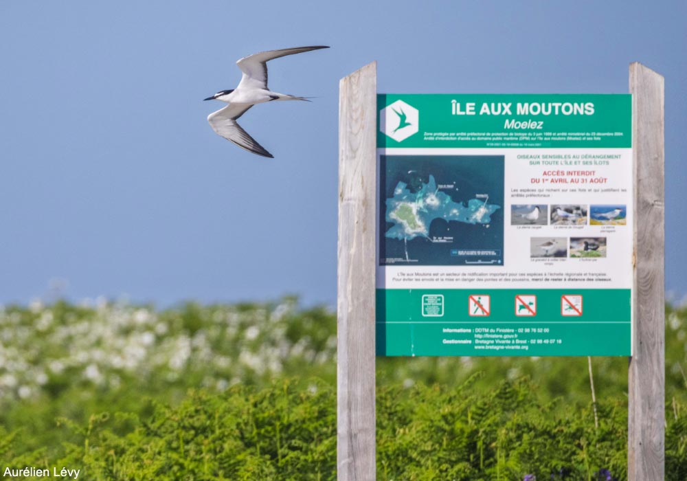 Ornithomedia's tweet image. La Sterne bridée &quot;habituelle&quot; séjourne à nouveau en 2025 sur l&apos;île aux Moutons (Finistère), le royaume breton des sternes ➡️ Cliquez sur ce lien pour en savoir plus : ornithomedia.com/magazine/analy… #oiseaux #birds #ornithologie #ornithomedia #ornithologie