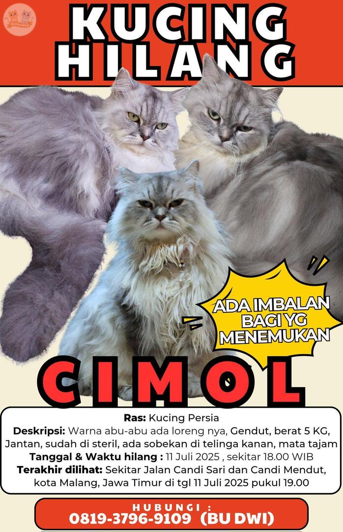 Help tolong bantu share, kucingku Cimol (5 tahun) hilang sejak tanggal 11 Juli 2025 , terakhir terlihat di Jl. Candi Sari &amp; Candi Mendut, kota Malang. Mohon bantuannya, makasihh😭  kcg!
x.com/BramsEshwald/s…