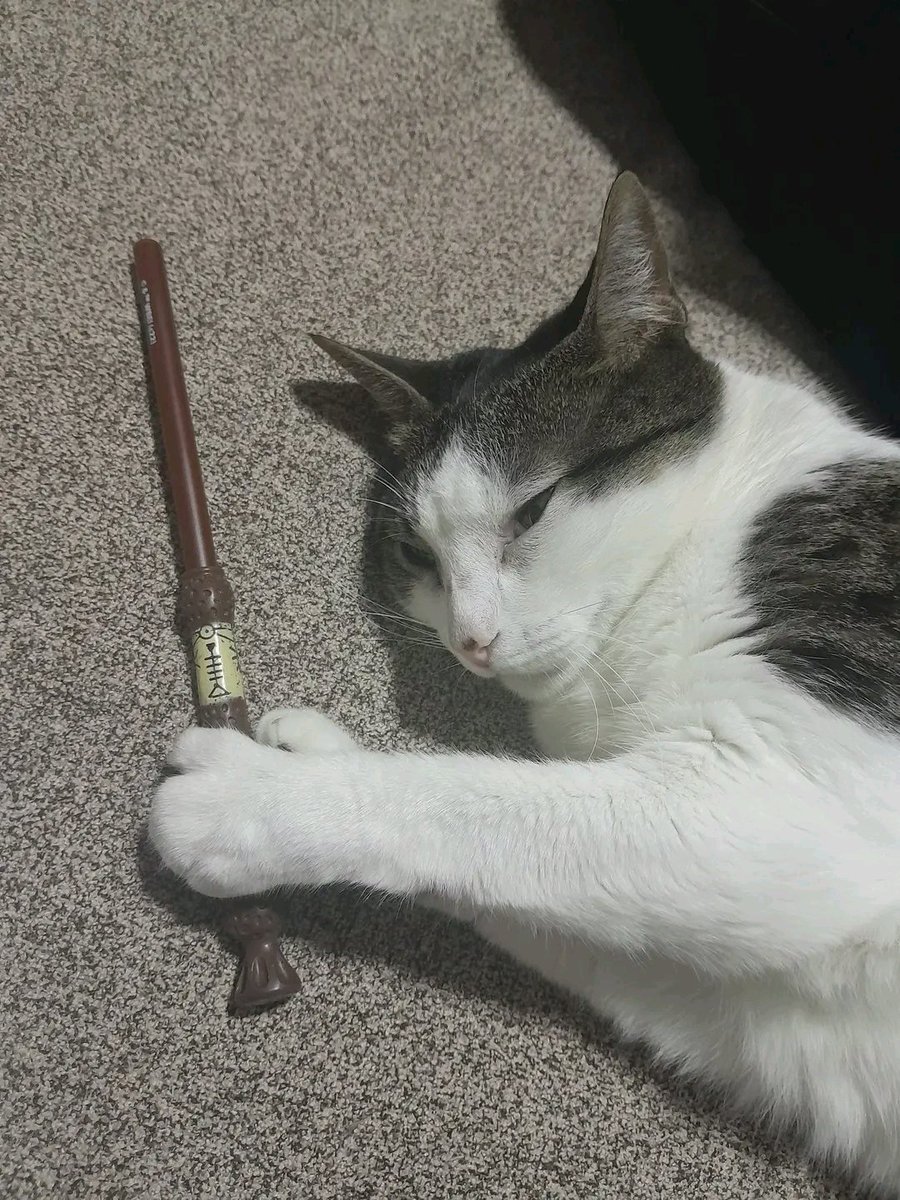 tiofelino2's tweet image. 🪄🐱🐾