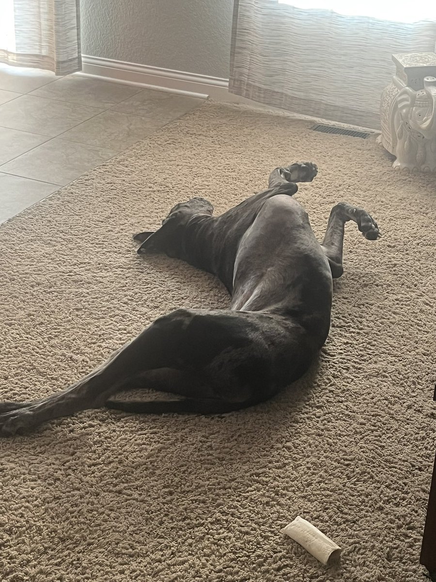 Bigmatt (@bigmattpaulsen) on Twitter photo Hello Sunday! 4 miles of fun with hills! I know it’s good for me but hills suck! 😂I have no idea what or how Rooney is sleeping like that! 🤦♂️🤦♂️She’s such a goofball
Now more baseball! Good day! #justkeepmoving #inspiresomeonetoday #thisis60
#missbella Hello Sunday! 4 miles of fun with hills! I know it’s good for me but hills suck! 😂I have no idea what or how Rooney is sleeping like that! 🤦♂️🤦♂️She’s such a goofball
Now more baseball! Good day! #justkeepmoving #inspiresomeonetoday #thisis60
#missbella