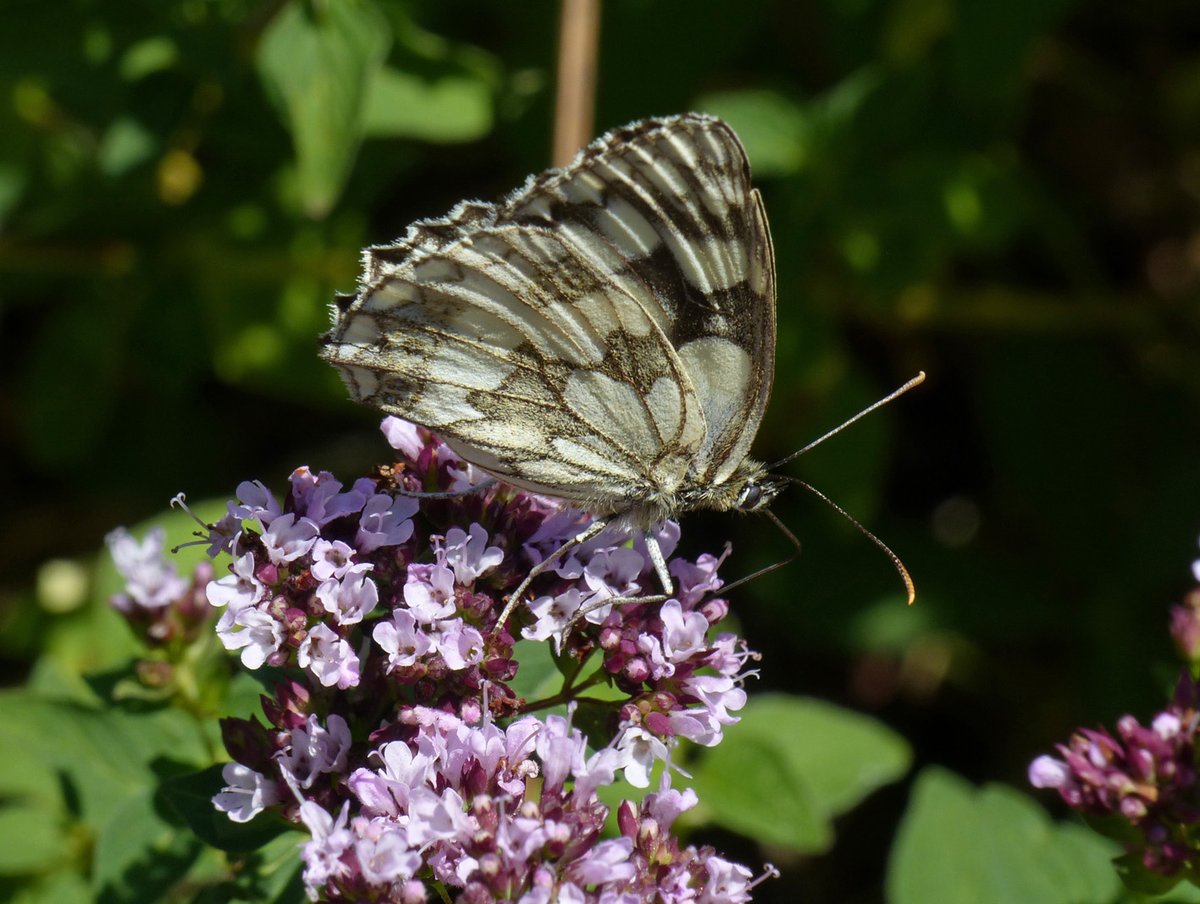 Brian Arnold (@barnold668) on Twitter photo Wall Brown - or should I say half of a Wall Brown, in our garden at Harman's Cross today. Only the 2nd in our garden this year. Plus a Marbled White. Just a couple of the many butterflies on our Marjoram today. <a href="/savebutterflies/">Butterfly Conservation 🦋</a> <a href="/DorsetWildlife/">Dorset Wildlife Trust</a> <a href="/GreenDorset/">Green Dorset</a> <a href="/BC_Dorset/">BC Dorset 🦋</a> <a href="/SightingDOR/">Dorset Wildlife Spot</a> Wall Brown - or should I say half of a Wall Brown, in our garden at Harman's Cross today. Only the 2nd in our garden this year. Plus a Marbled White. Just a couple of the many butterflies on our Marjoram today. <a href="/savebutterflies/">Butterfly Conservation 🦋</a> <a href="/DorsetWildlife/">Dorset Wildlife Trust</a> <a href="/GreenDorset/">Green Dorset</a> <a href="/BC_Dorset/">BC Dorset 🦋</a> <a href="/SightingDOR/">Dorset Wildlife Spot</a>