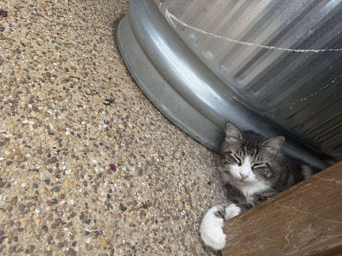 kcashmore1's tweet photo. He’s already exhausted. #murdermittens #marble #headofsecurity https://t.co/VXX6FQsE64