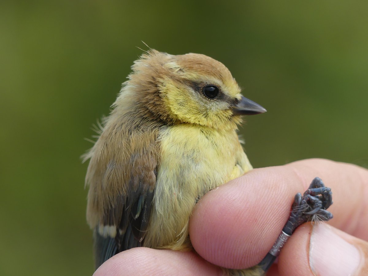 BirdIceni's tweet image. Monitoring Deepdale Farm today resulted in 42 birds, with not so many summer migrants, just -
4 Blackcap
3 Chiffchaff
1 Lesser Whitethroat
2 Whitethroat
One of the juvenile Blue Tits had some feather pigment issues!
@_BTO @DeepdaleFarm @BurnhamDeepdale