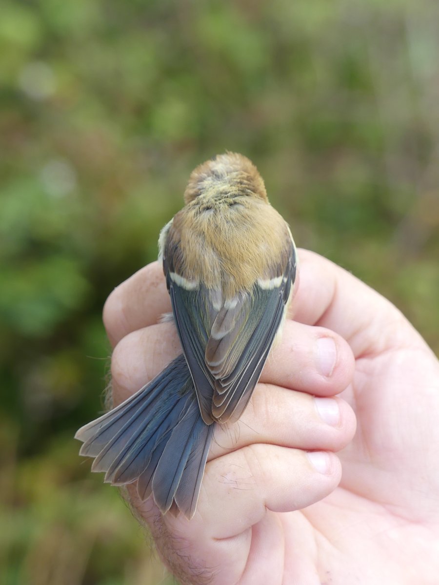 BirdIceni's tweet image. Monitoring Deepdale Farm today resulted in 42 birds, with not so many summer migrants, just -
4 Blackcap
3 Chiffchaff
1 Lesser Whitethroat
2 Whitethroat
One of the juvenile Blue Tits had some feather pigment issues!
@_BTO @DeepdaleFarm @BurnhamDeepdale