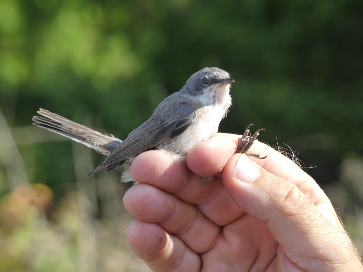 BirdIceni's tweet image. Monitoring Deepdale Farm today resulted in 42 birds, with not so many summer migrants, just -
4 Blackcap
3 Chiffchaff
1 Lesser Whitethroat
2 Whitethroat
One of the juvenile Blue Tits had some feather pigment issues!
@_BTO @DeepdaleFarm @BurnhamDeepdale
