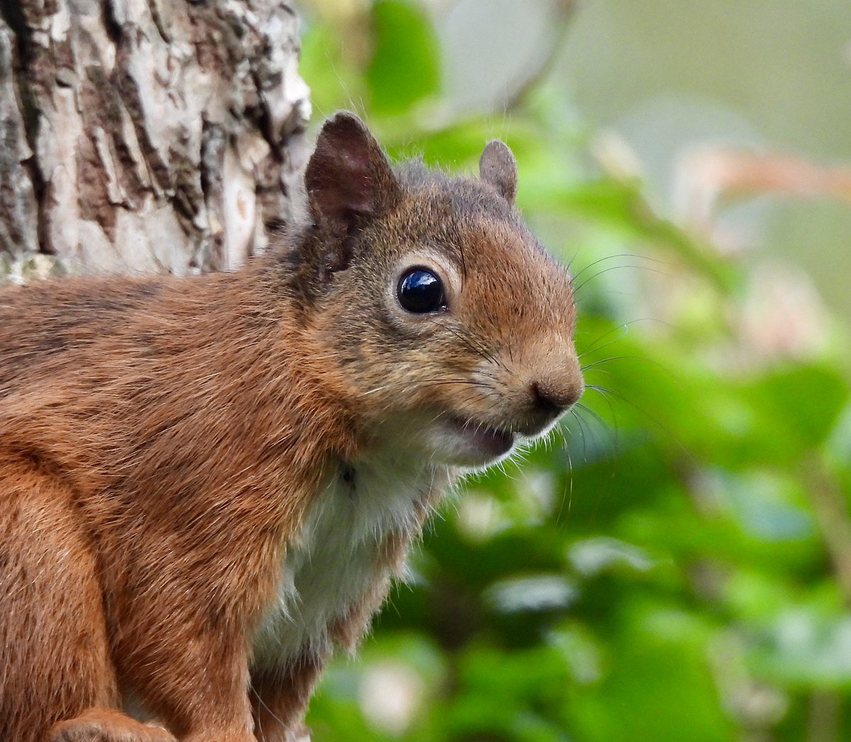 Three beautiful red squirrels last week at Morton Lochs, Fife, #Scotland <a href="/ScotSquirrels/">Saving Scotland's Red Squirrels</a> <a href="/OurSquirrels/">Save our Red Squirrels</a> <a href="/BritishWild/">BritishWildlife</a> <a href="/BBCSpringwatch/">BBC Springwatch</a> <a href="/BBCCountryfile/">BBC Countryfile</a>