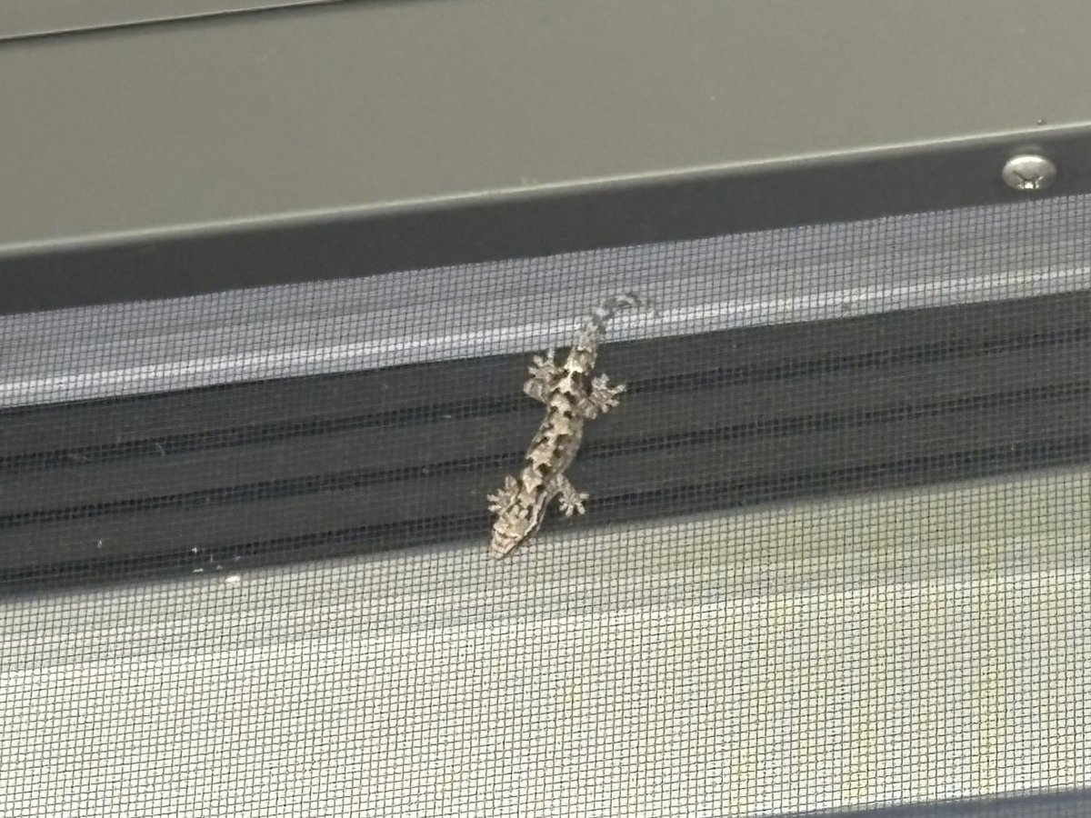 I think this is a Mourning gecko. Never seen one in Hawaii before.