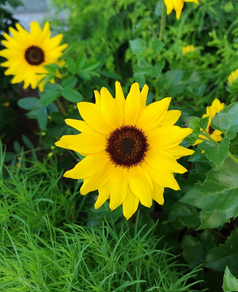 ⭐️ひまわりです ひまわりの日 といっても夏の大輪の花じゃなくて 気象衛星の方ですね