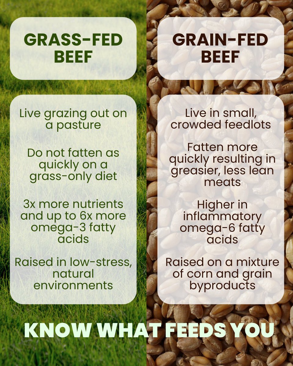 TWF_Health's tweet image. Grass-Fed Beef VS Grain-Fed Beef - What's the difference?
