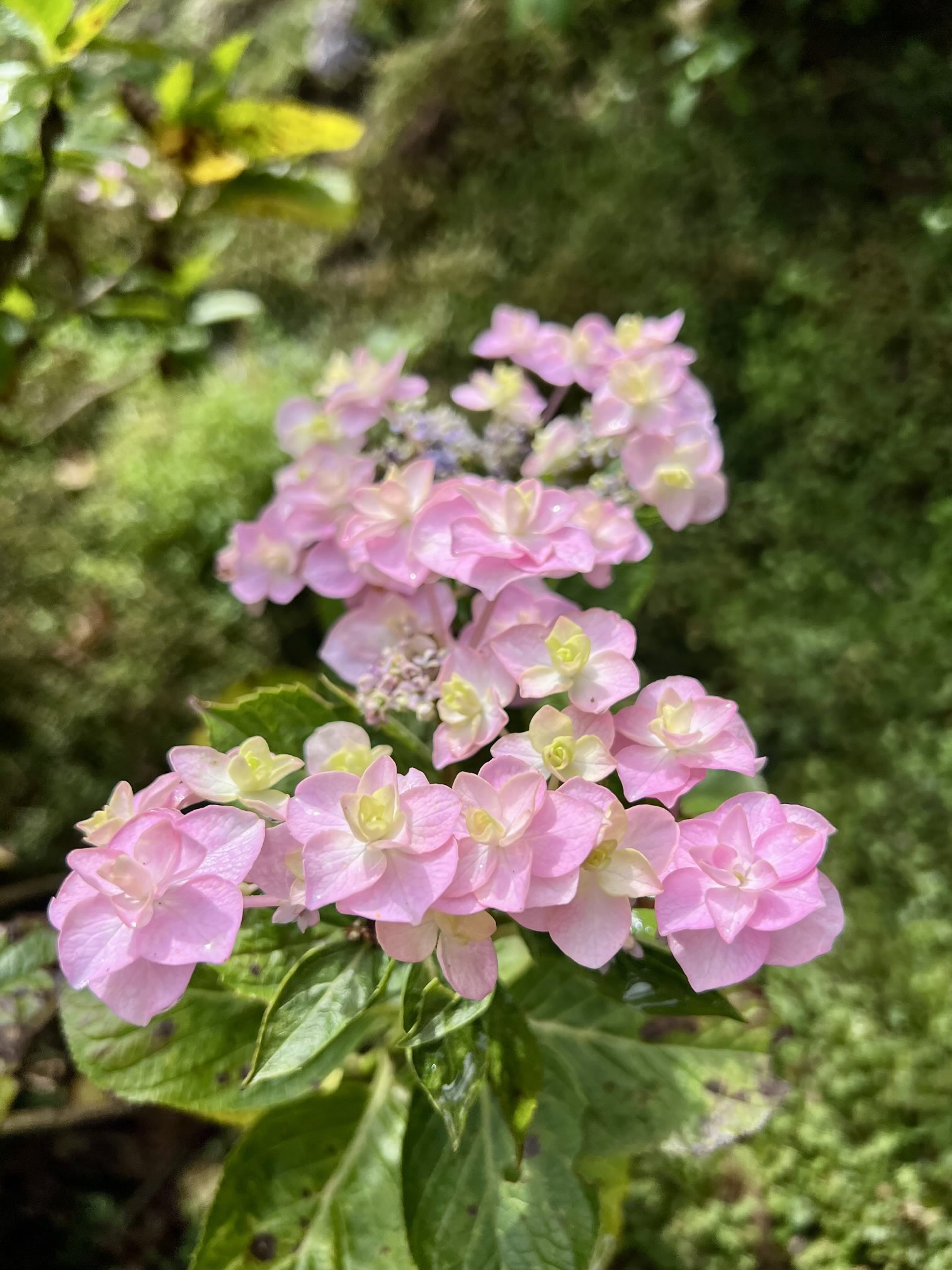 🌻🌻ひまわり🌻🌻 on X: 