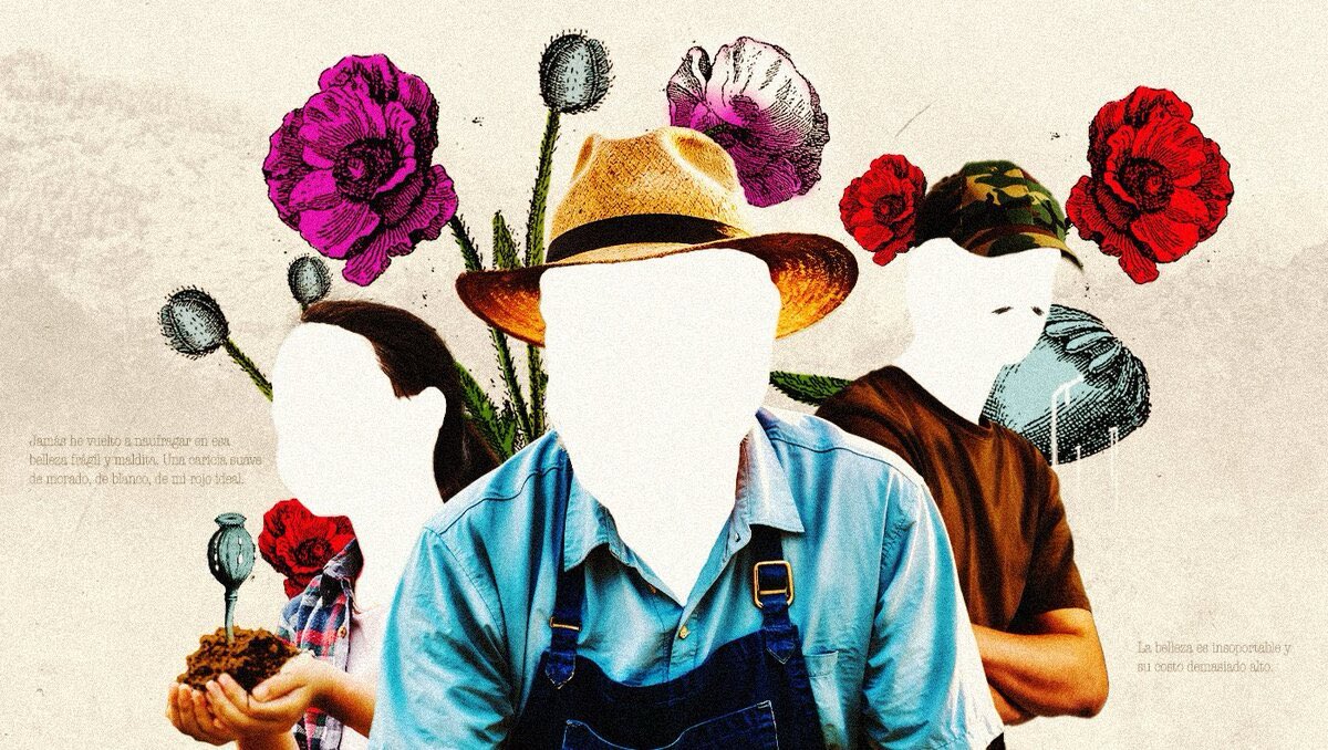 Belleza insoportable: una familia mantiene el cultivo de las amapolas de Guerrero. milenio.com/policia/asi-es…