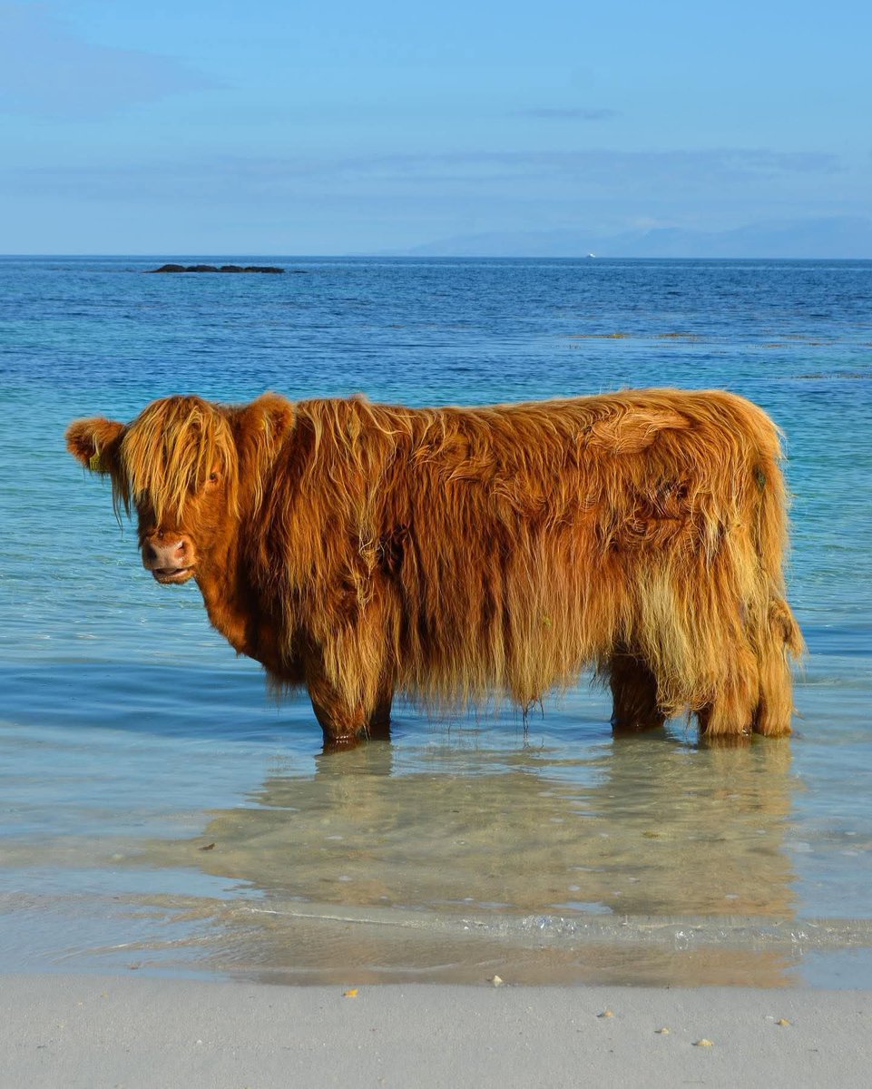 Happy coos day. 
Thanks to <a href="/VisitScotland/">VisitScotland</a>