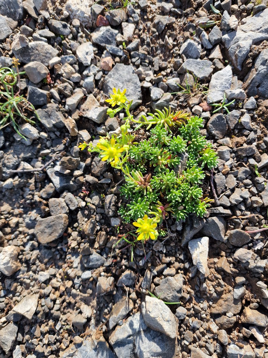 markhows's tweet image. Some Alpines from the Scottish Highlands for #wildflowerhour