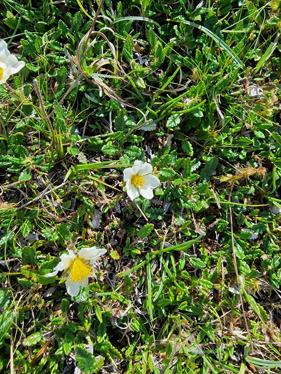 markhows's tweet image. Some Alpines from the Scottish Highlands for #wildflowerhour