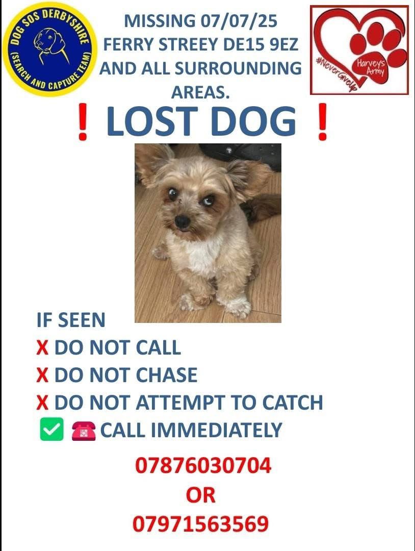 #StolenDogHour 

Bunny #YorkshireTerrier PUPPY MISSING from Perry Street, #BurtononTrent #DE15 since Monday 7th July 2025. 
Local teams assisting in the search

doglost.co.uk/dog/198991