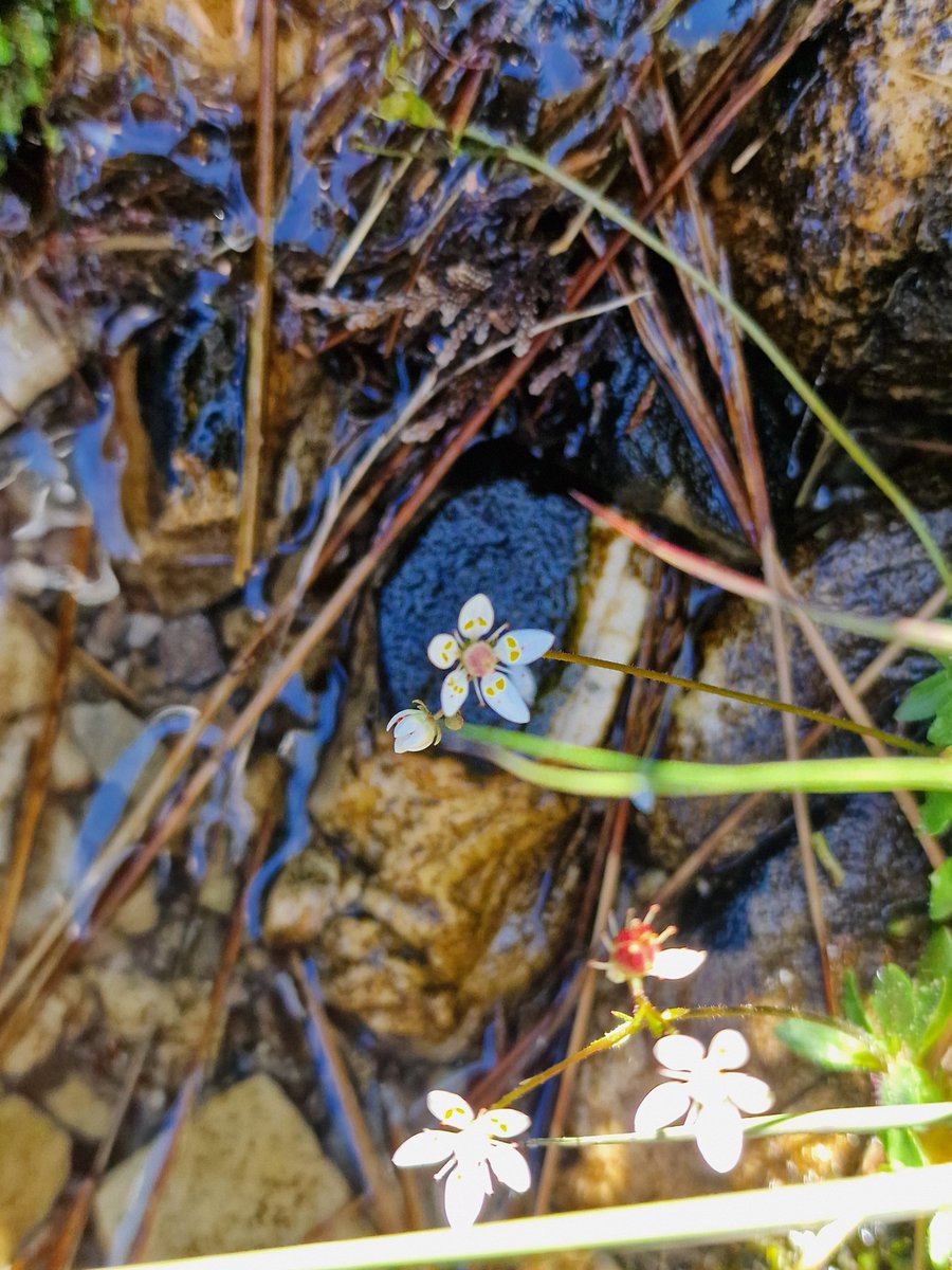 markhows's tweet image. Some Alpines from the Scottish Highlands for #wildflowerhour
