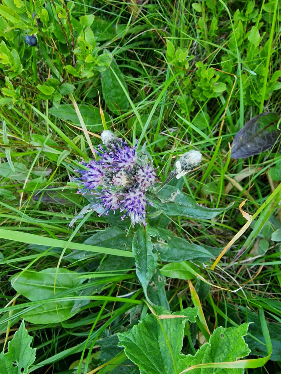 markhows's tweet image. Some Alpines from the Scottish Highlands for #wildflowerhour