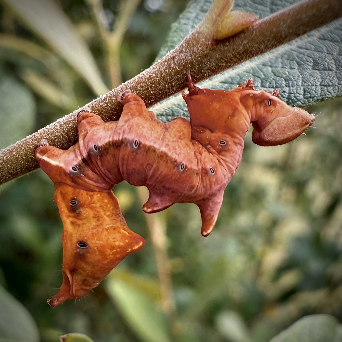 Get a load of this… one of the most beautiful caterpillars I’ve ever seen. And a first for me. Notodonta ziczac - Pebble Prominent.