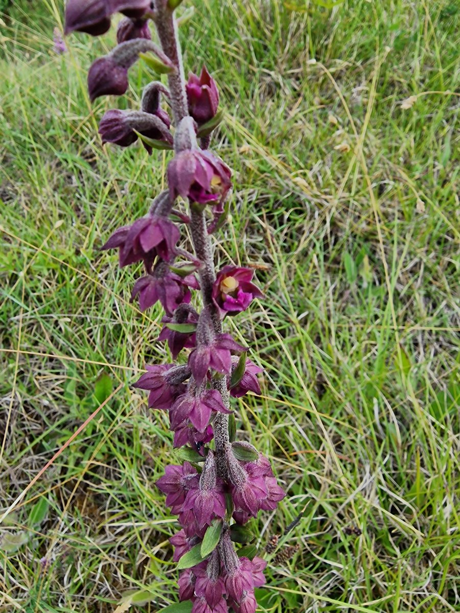 markhows's tweet image. Lovely Red Helleborines from Co Durham for #wildflowerhour