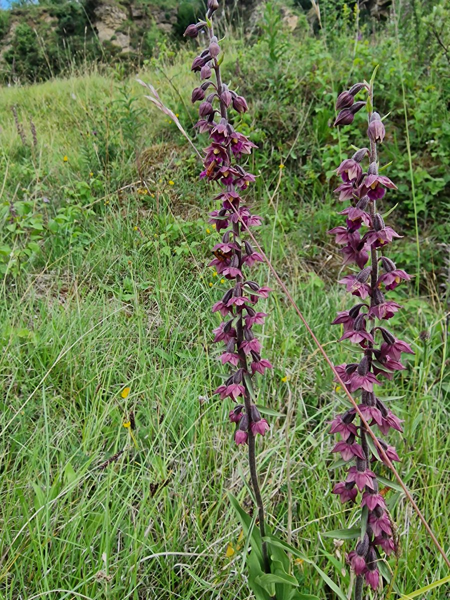 markhows's tweet image. Lovely Red Helleborines from Co Durham for #wildflowerhour