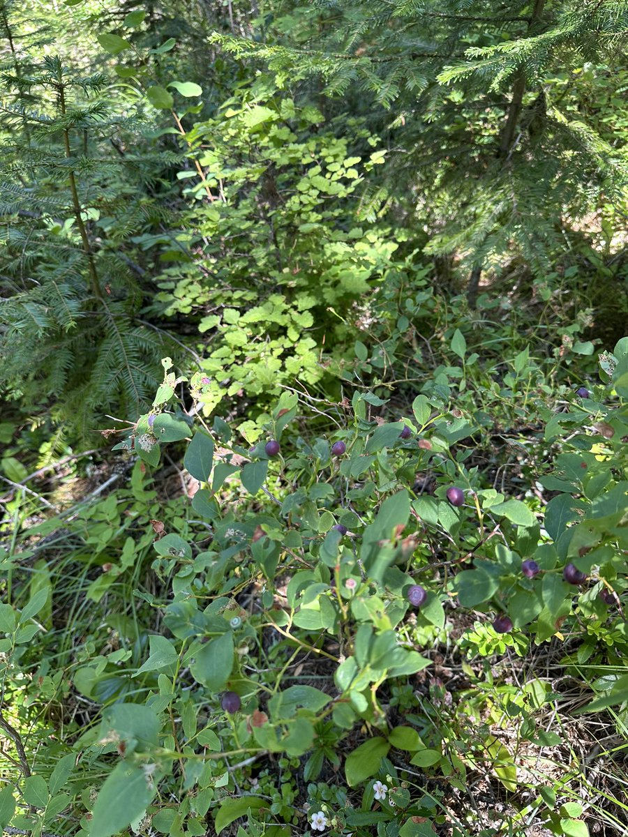 ridedirt208's tweet image. My secret huckleberry spot is going off!! I see multiple gallon bags full in the near future.