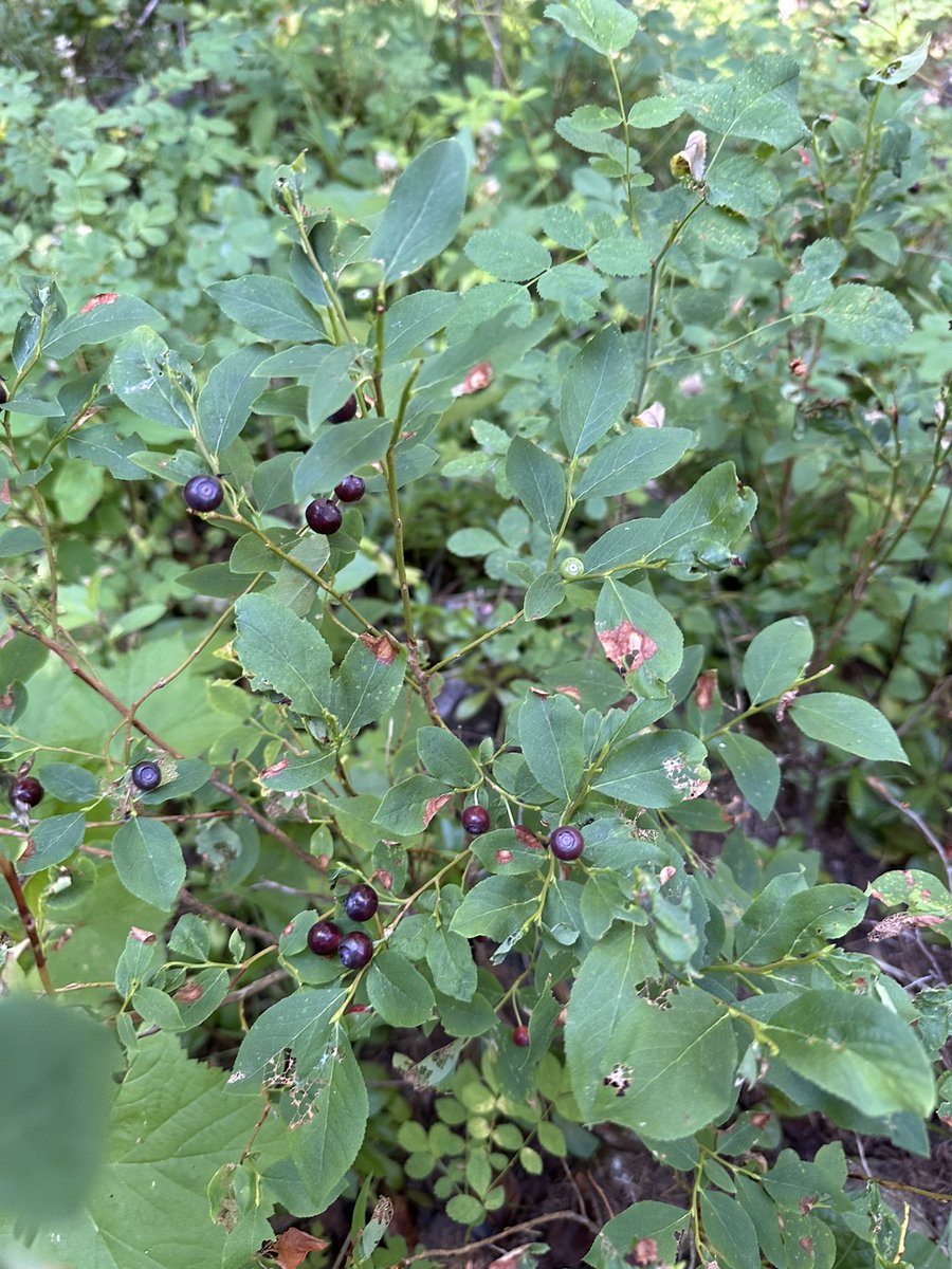 ridedirt208's tweet image. My secret huckleberry spot is going off!! I see multiple gallon bags full in the near future.