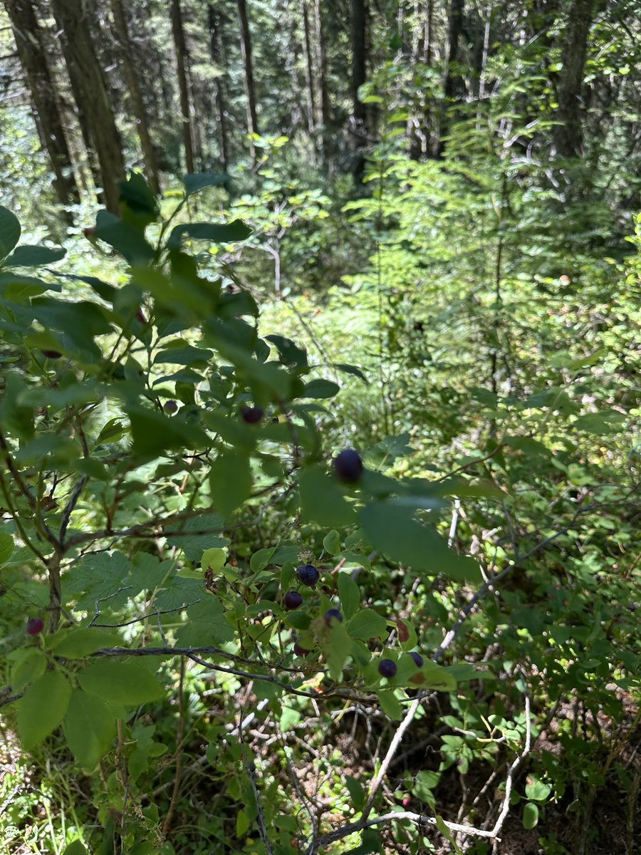 ridedirt208's tweet image. My secret huckleberry spot is going off!! I see multiple gallon bags full in the near future.