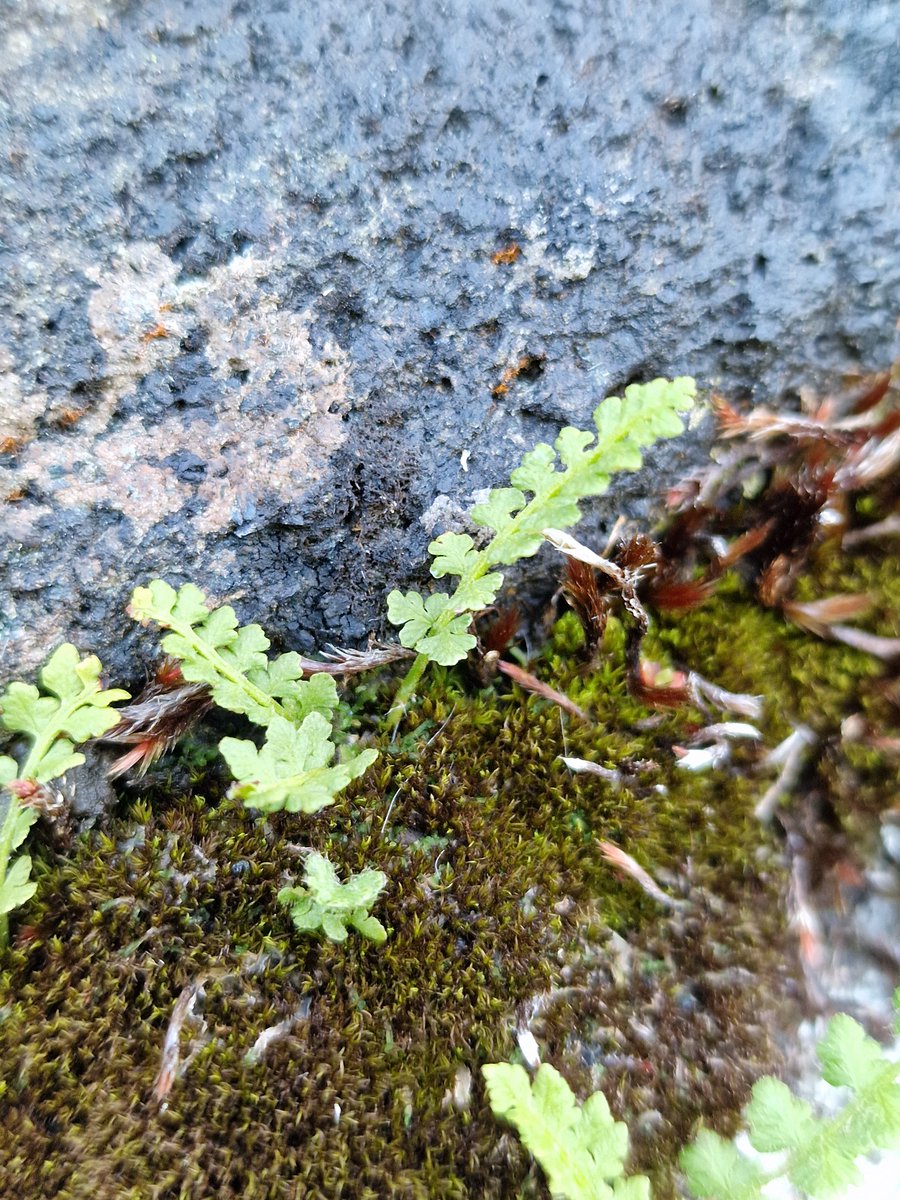 markhows's tweet image. And finally after 4 previous attempts Alpine Woodsia, many thanks to those who helped for #wildflowerhour
