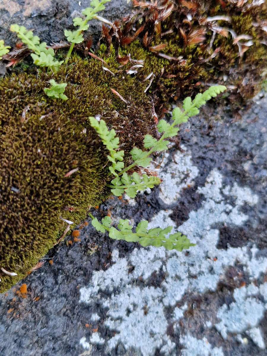 markhows's tweet image. And finally after 4 previous attempts Alpine Woodsia, many thanks to those who helped for #wildflowerhour