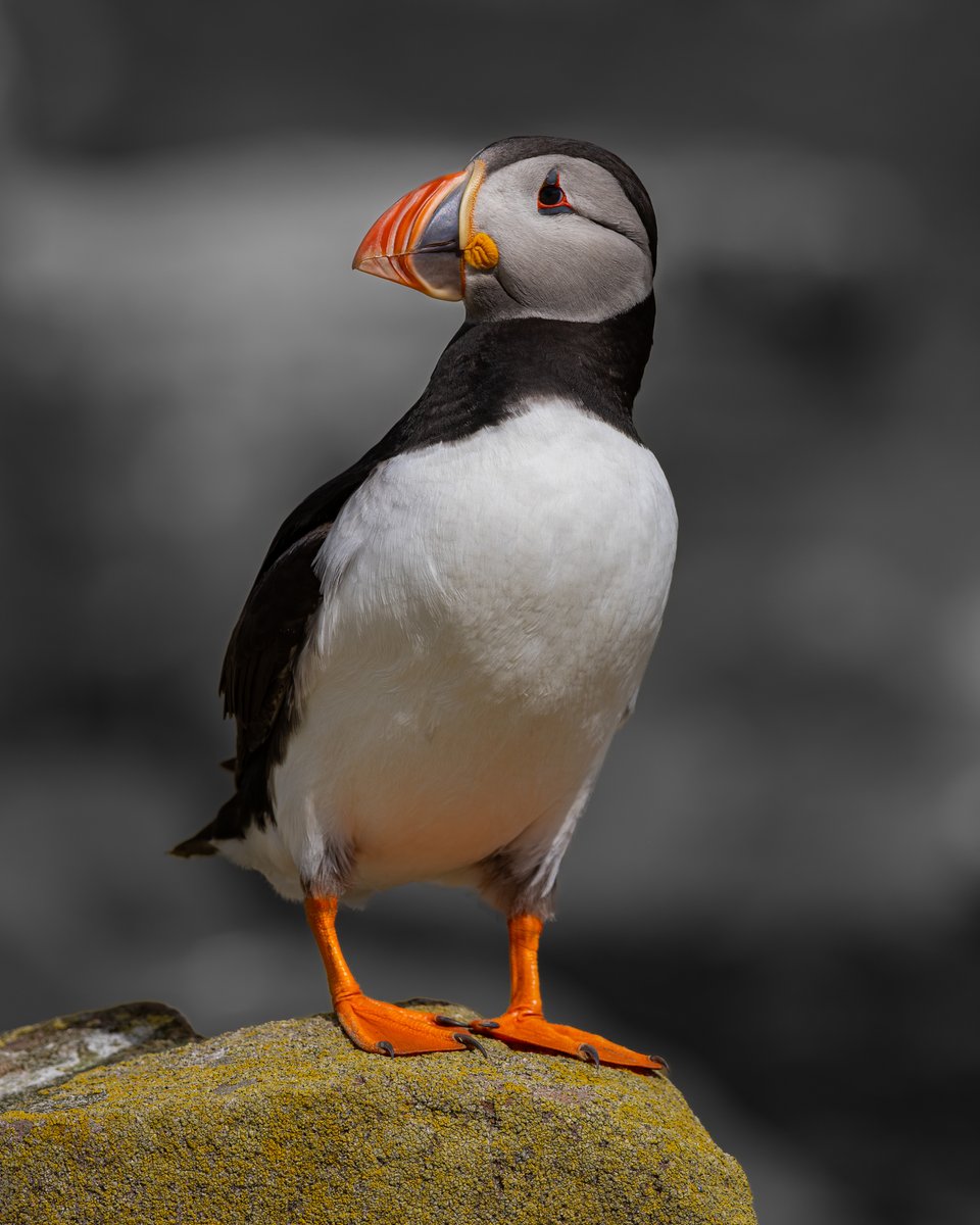 Atlantic Puffin.....Inner Farne....over there the weekend #puffin
