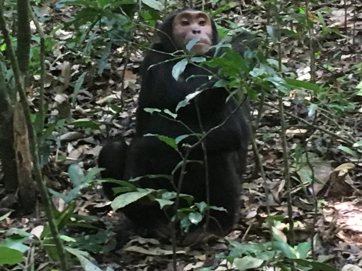 Dr. Sarah Renee Phillips ๐บ๐ธ (@ecoevogal) on Twitter photo Big #chimpanzee week! Tomorrow we celebrate #worldchimpanzeeday & 65th anniversary of the #GombeStreamResearchCenter in Tanzania, along with our dedicated & tireless servant for conservation, habitat, and education, Dr. Jane Goodall. news.janegoodall.org/2025/07/08/gomโฆ
Thank you, Jane! ๐ฏ๏ธ๐ Big #chimpanzee week! Tomorrow we celebrate #worldchimpanzeeday & 65th anniversary of the #GombeStreamResearchCenter in Tanzania, along with our dedicated & tireless servant for conservation, habitat, and education, Dr. Jane Goodall. news.janegoodall.org/2025/07/08/gomโฆ
Thank you, Jane! ๐ฏ๏ธ๐