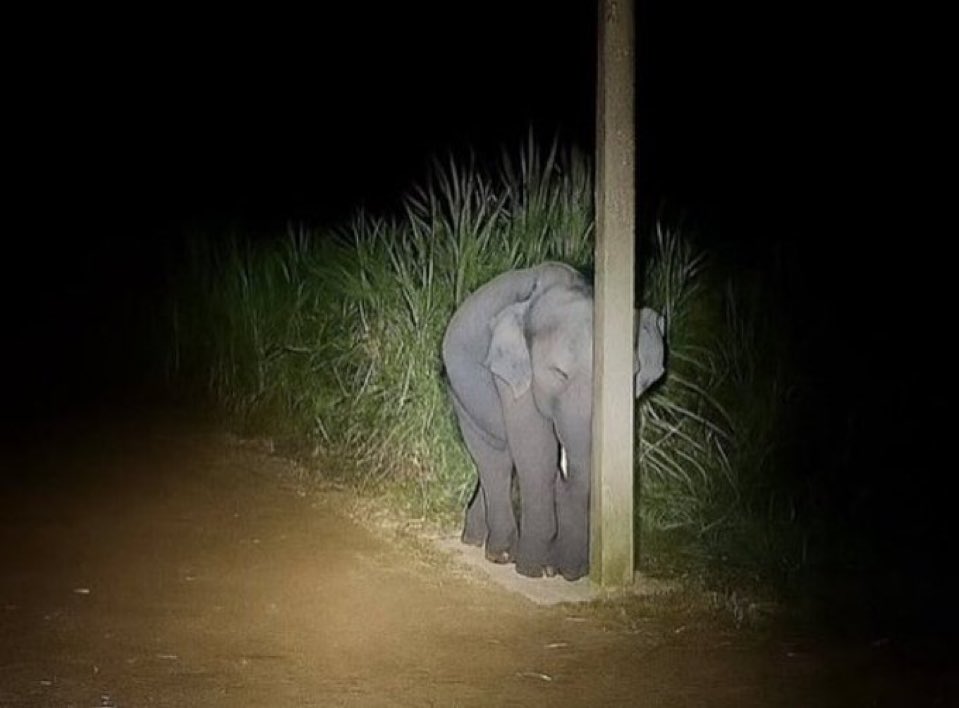 felinerespecter's tweet image. Cool picture I found of a lamppost that a cat might enjoy climbing or scratching
