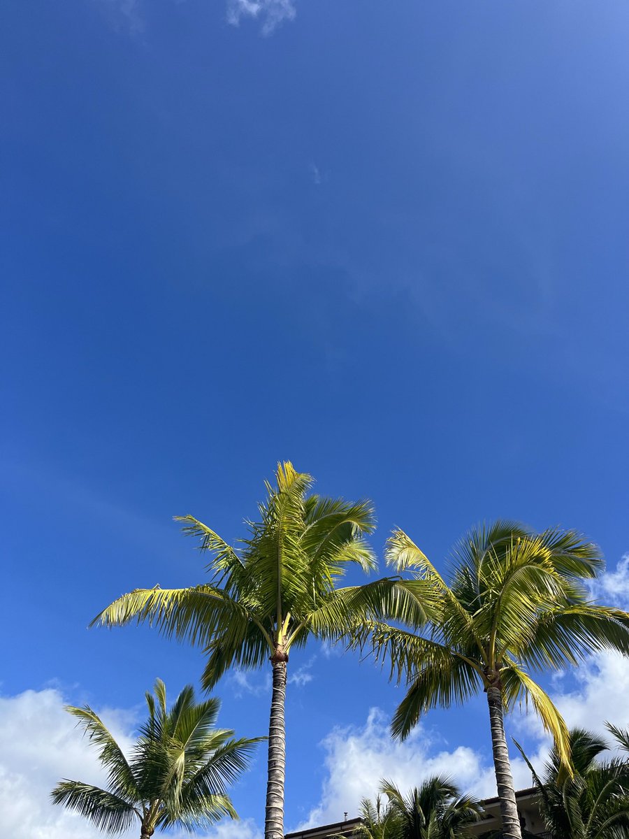 mauiskiies tweet media