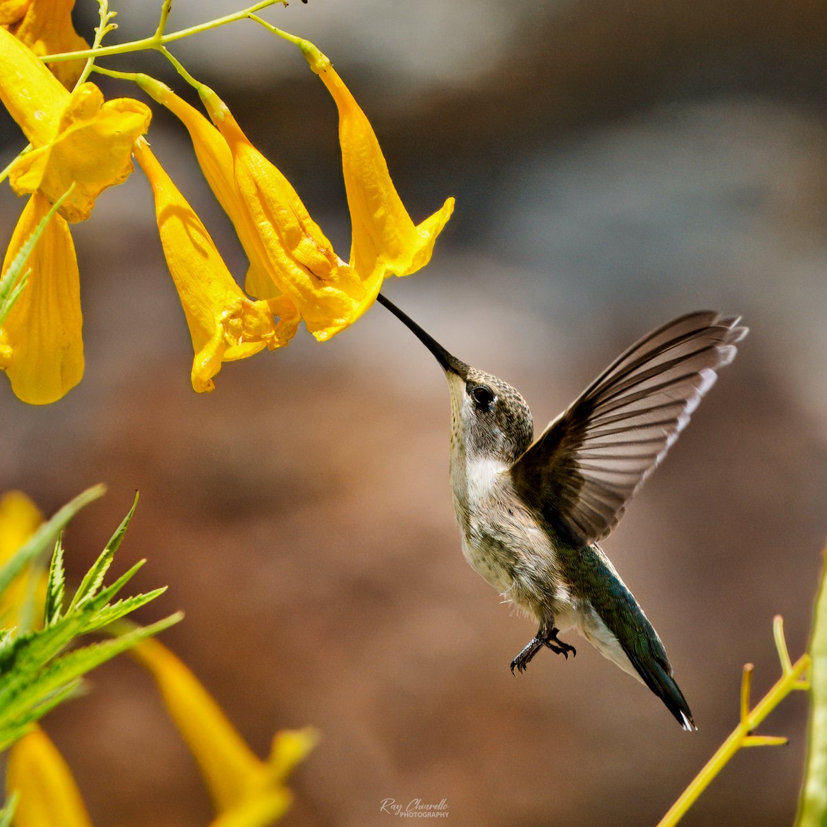 raychiarello's tweet image. Two more photos of a black-chinned hummingbird exploring a Yellow Bells plant in our backyard today.
#Birds #MyBirdPic #Birding #BackyardBirding #BirdTwitter #ElPaso #Texas