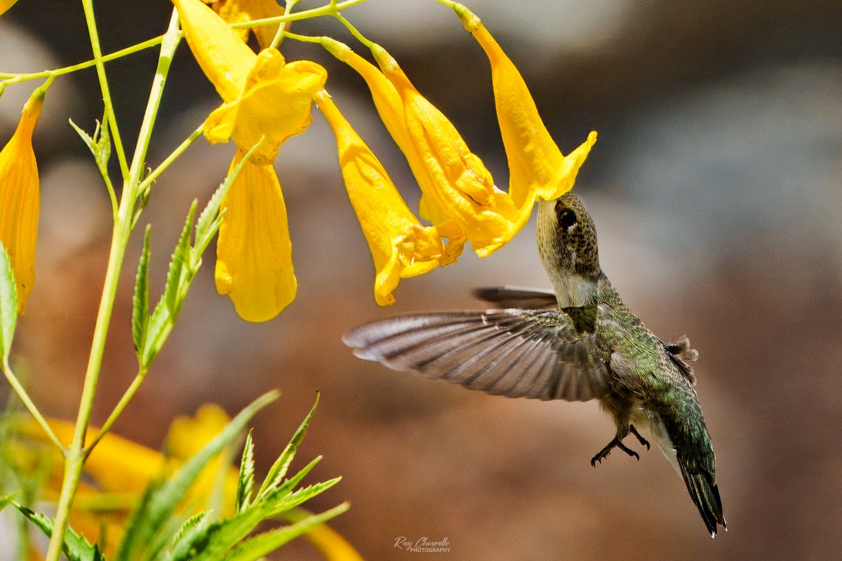 raychiarello's tweet image. Two more photos of a black-chinned hummingbird exploring a Yellow Bells plant in our backyard today.
#Birds #MyBirdPic #Birding #BackyardBirding #BirdTwitter #ElPaso #Texas