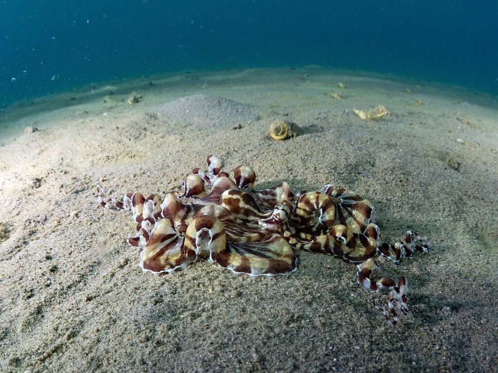 CephalopodToday's tweet image. It took me too long to figure out where their head is.
🐙📷Ilan Ben Tov (inaturalist.ca/observations/2…)