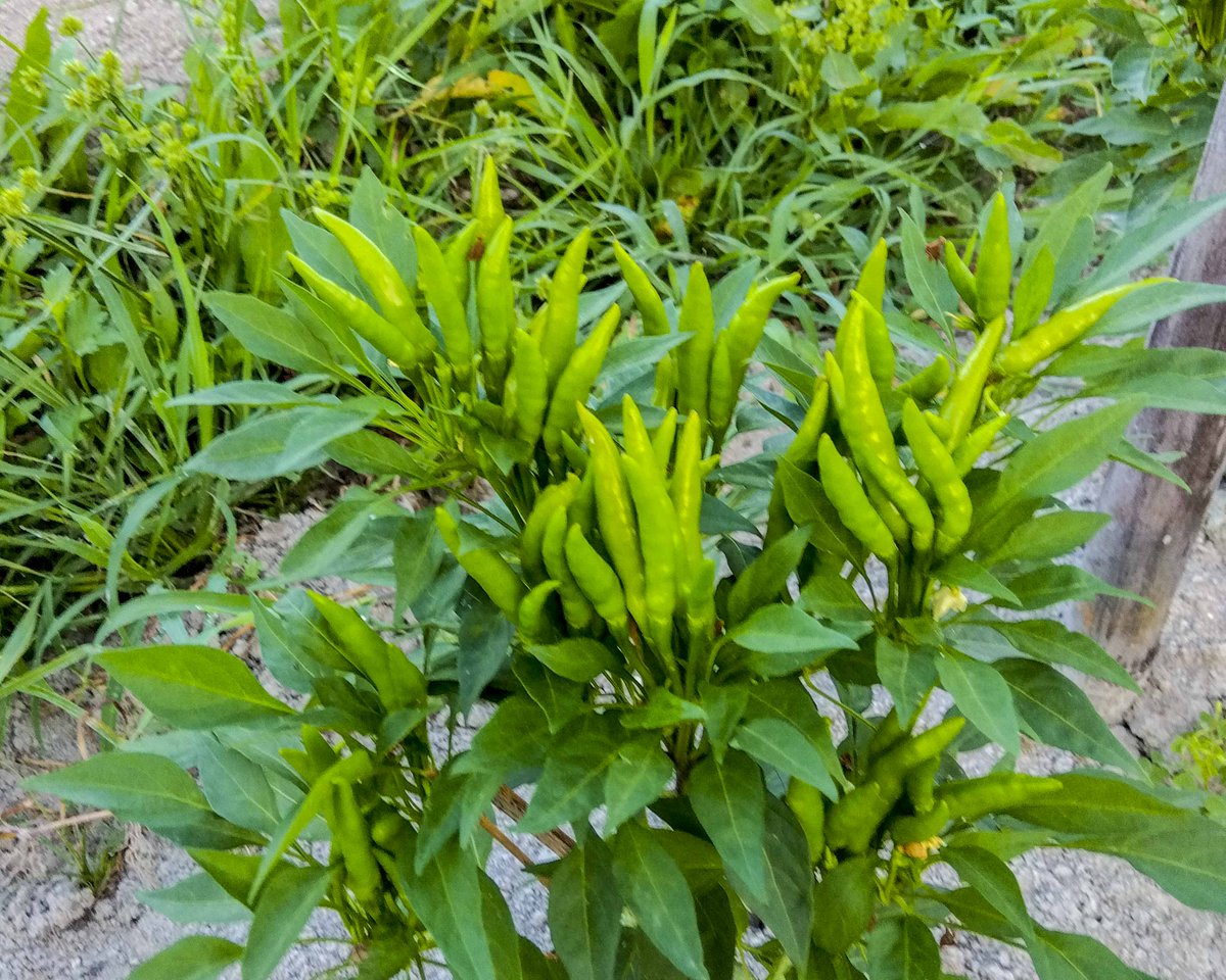 FarmworkerJapan's tweet photo. ＃家庭菜園　　＃唐辛子
背丈が低いまま実が付きました。暑さの為？ https://t.co/ljUDMCndUt