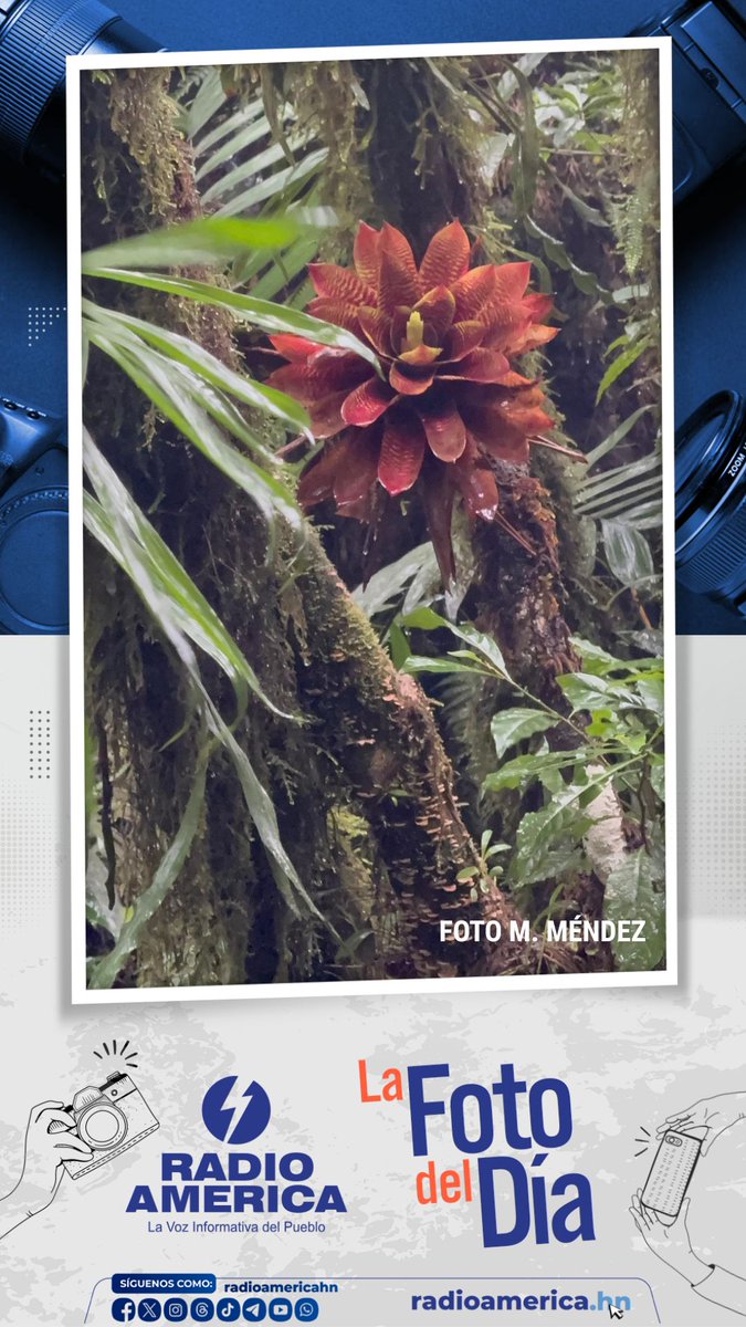 LA FOTO DEL DÍA⚡️En una exuberante flora, esta hermosa planta sobresale por su colorido que deleita la vista de los visitantes en el Parque Nacional La Tigra, con clima de bosque nublado, ubicado en el departamento de Francisco Morazán y cerca de la Capital de la República.