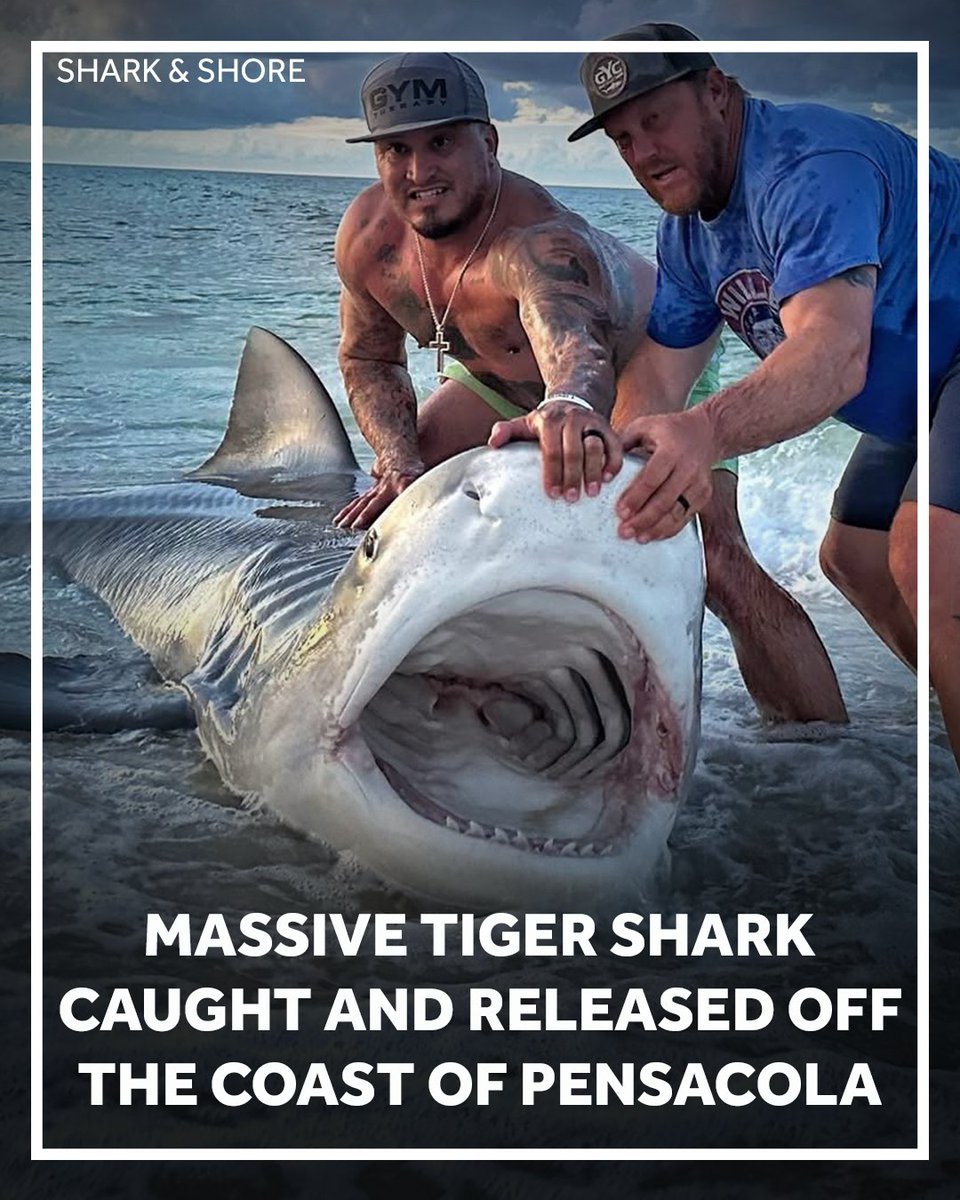 Massive tiger shark estimated at 1K pounds caught on Pensacola Beach. 

Read about it here: gulfcoastnewsnow.com/article/alabam…