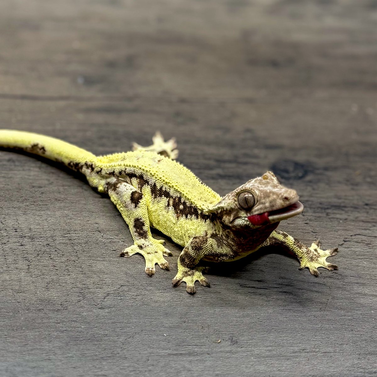 RadEye_reptiles's tweet image. ☺︎☺︎