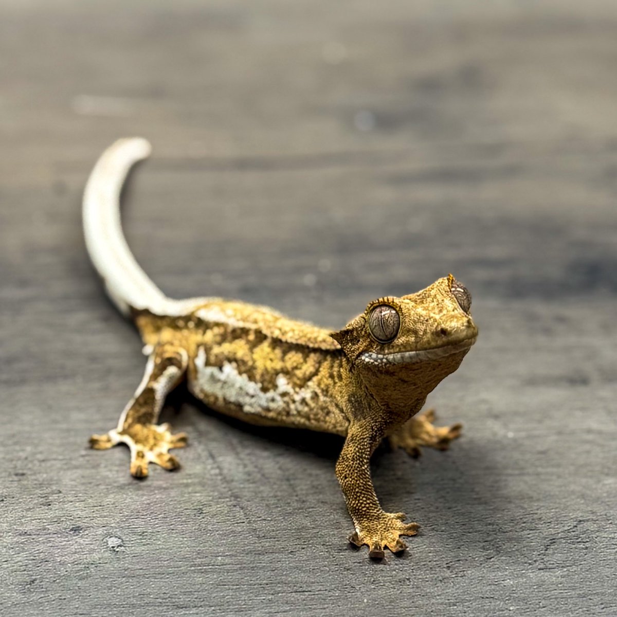 RadEye_reptiles's tweet image. ☺︎☺︎