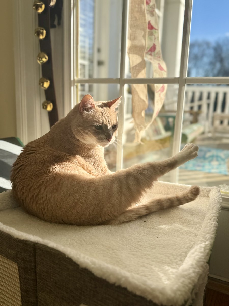 SixCatsOnePup's tweet image. Happy Sunday. I've spent this weekend being a "sloth" (momma's words). 😹