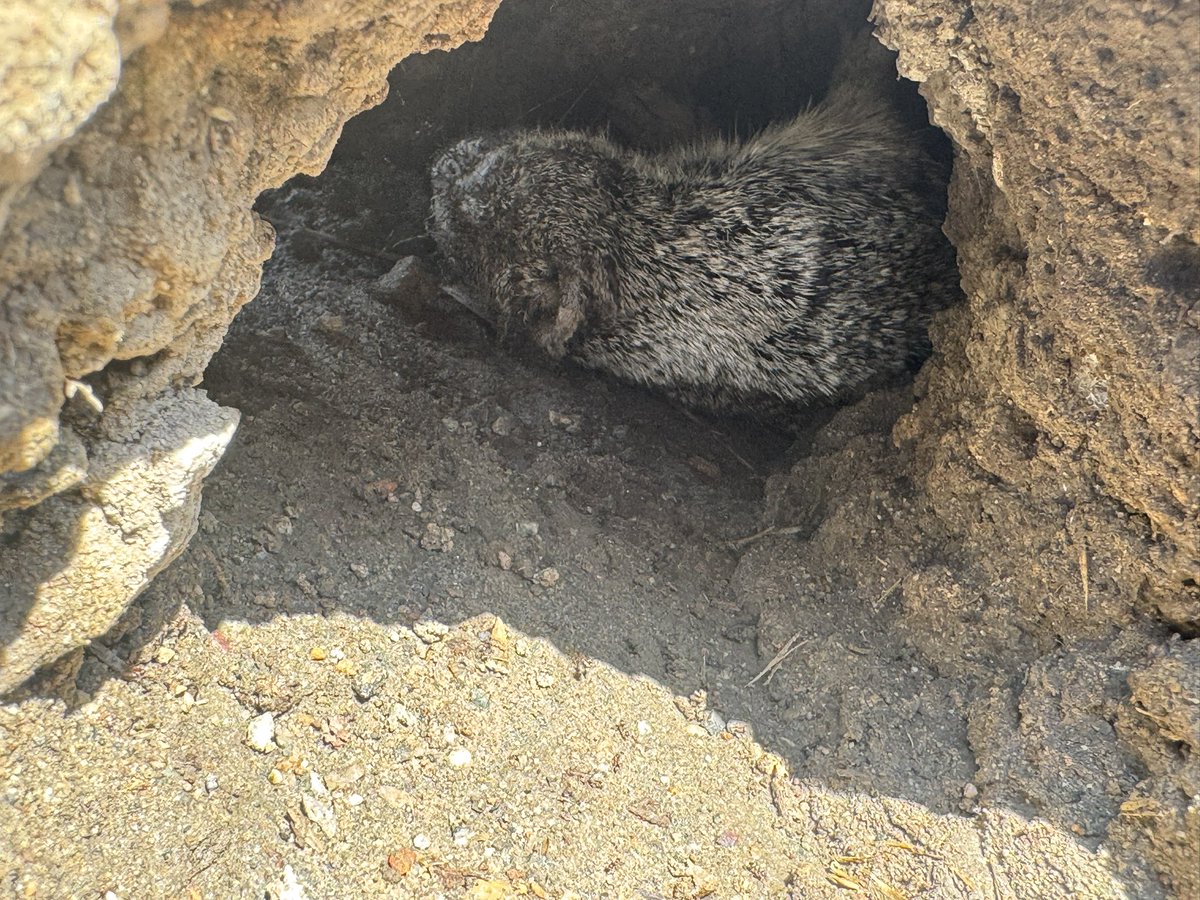 Chase De Leo tweet media